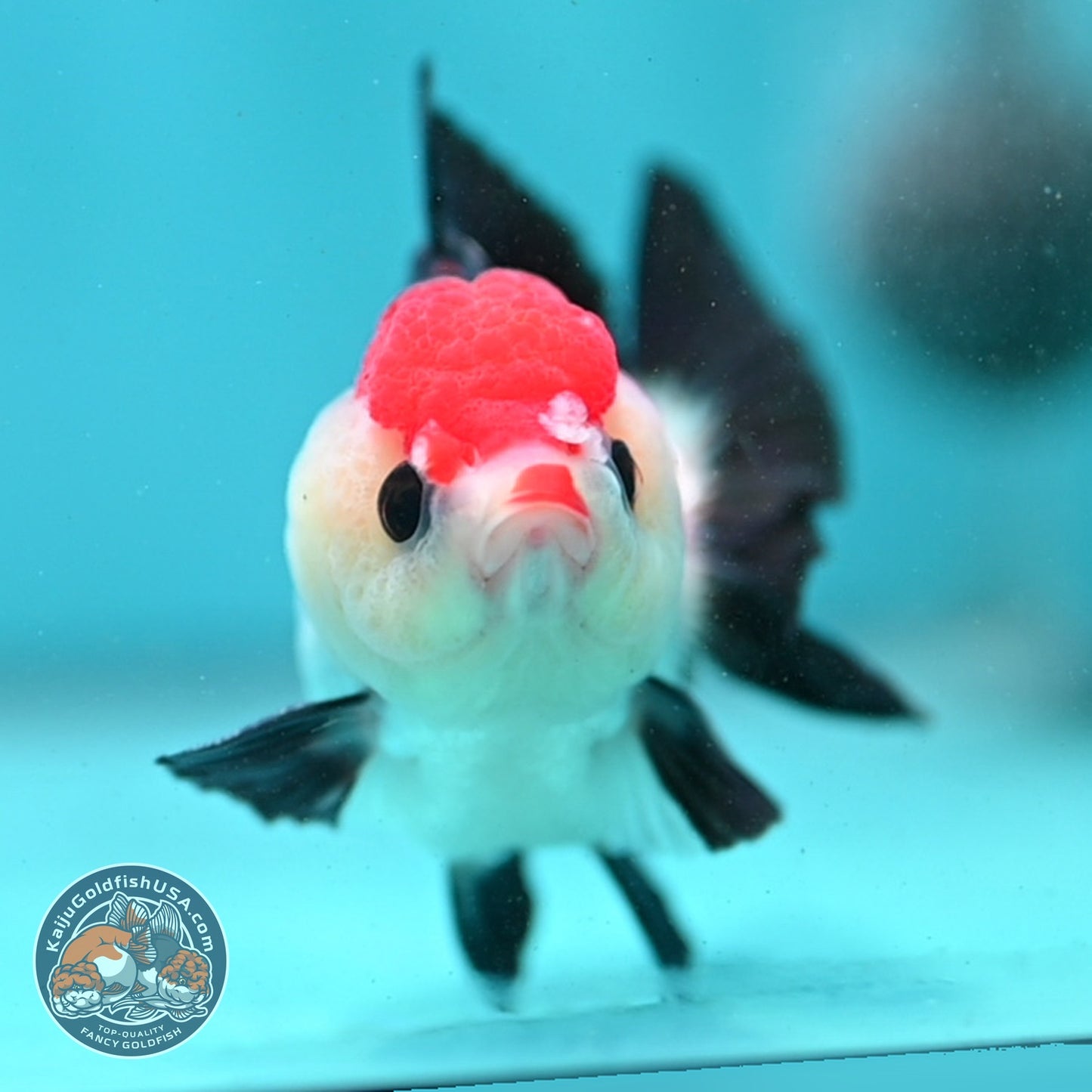 Tancho Tricolor Oranda 3 inch Body (260821_OR08)