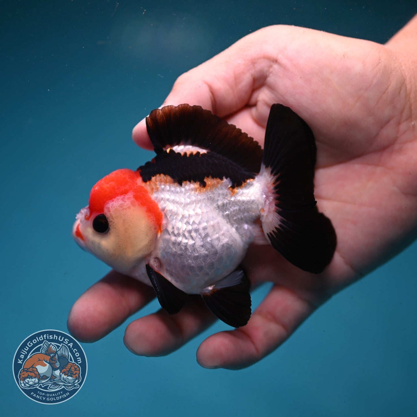 Tancho Tricolor Oranda 3 inch Body (260821_OR08)