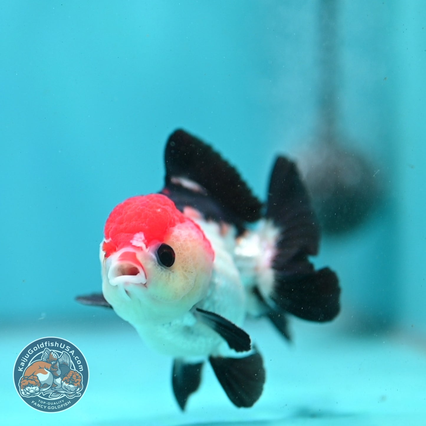 Tancho Tricolor Oranda 3 inch Body (260821_OR08)