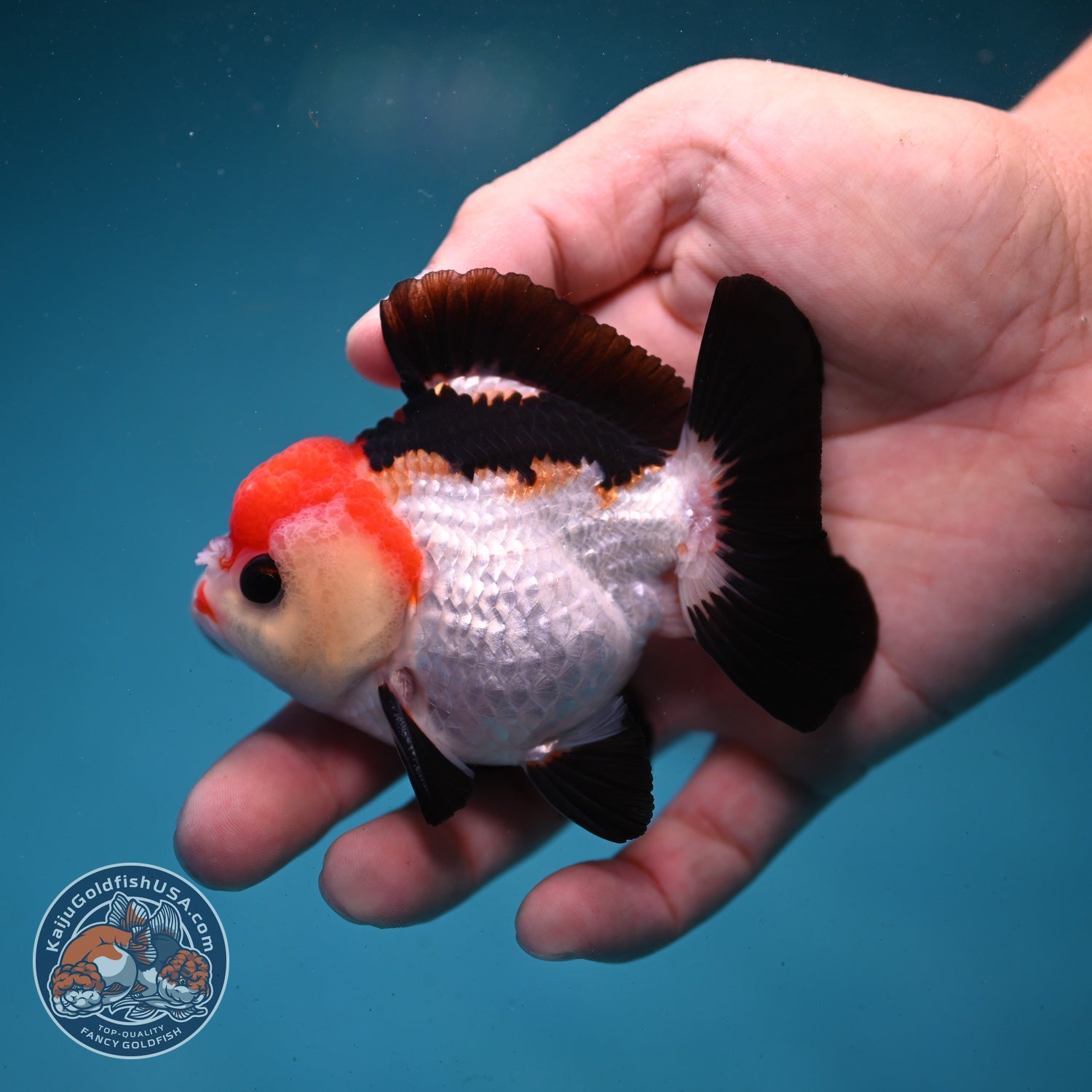 Tancho Tricolor Oranda 3 inch Body (260821_OR08)