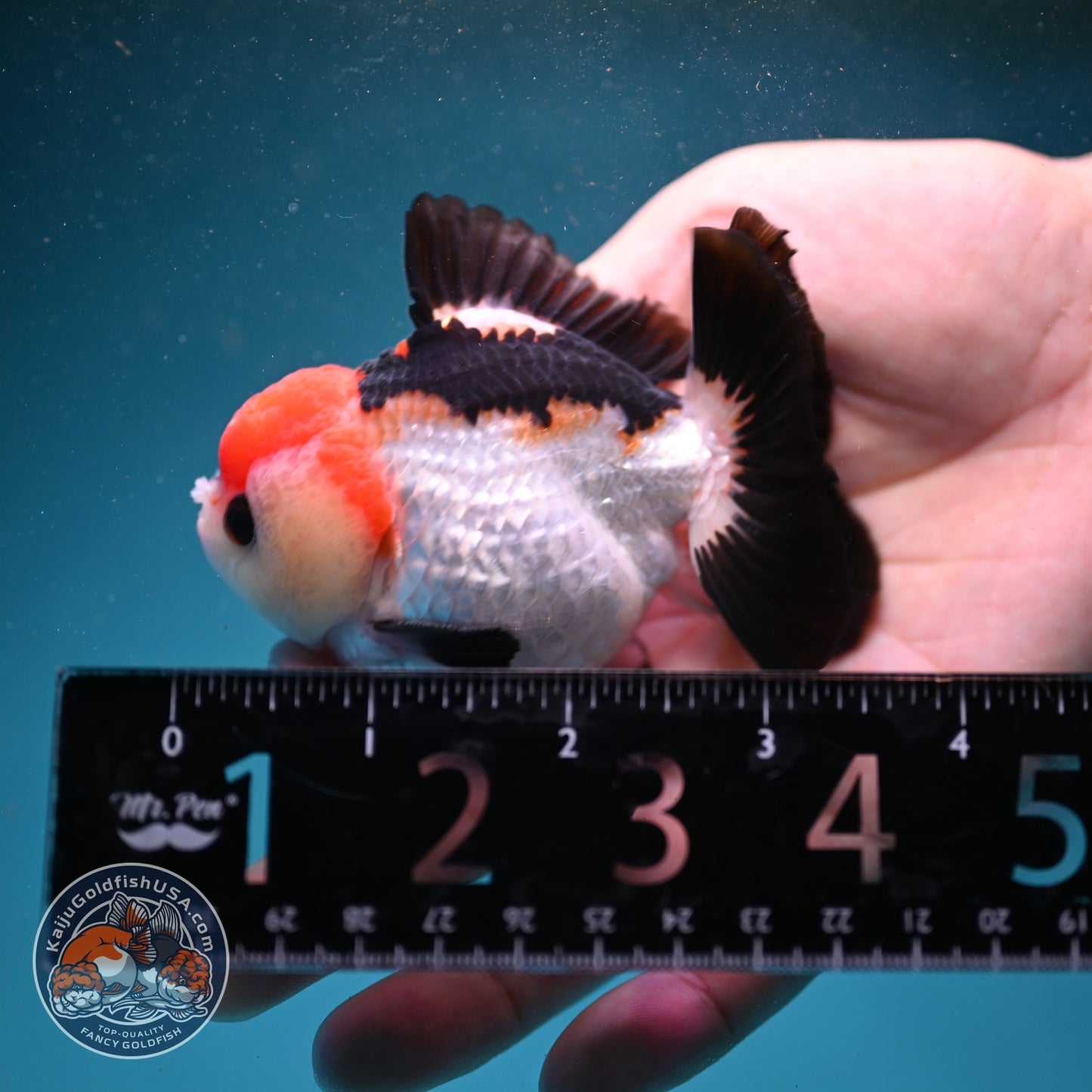 Tancho Tricolor Oranda 3 inch Body (260821_OR08)