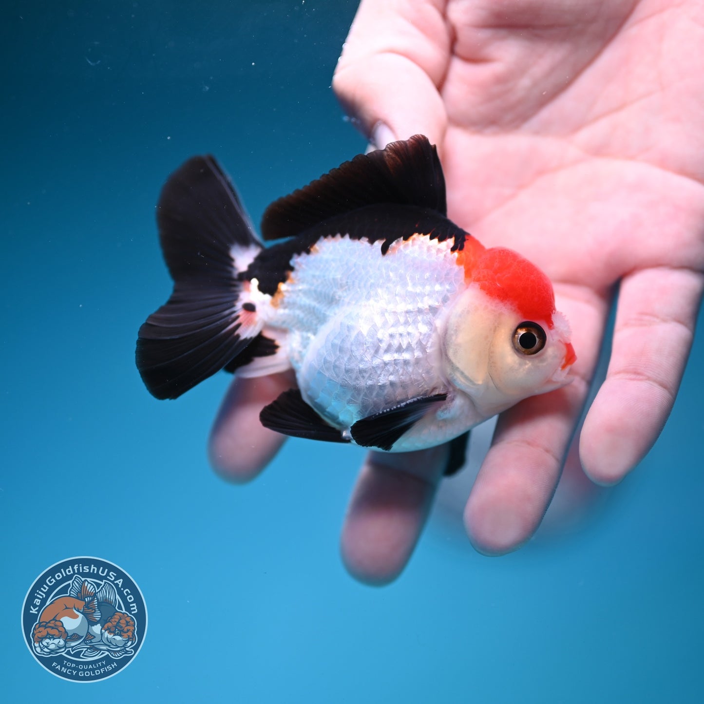 Tancho Tricolor Oranda 3 inch Body (260828_OR09)