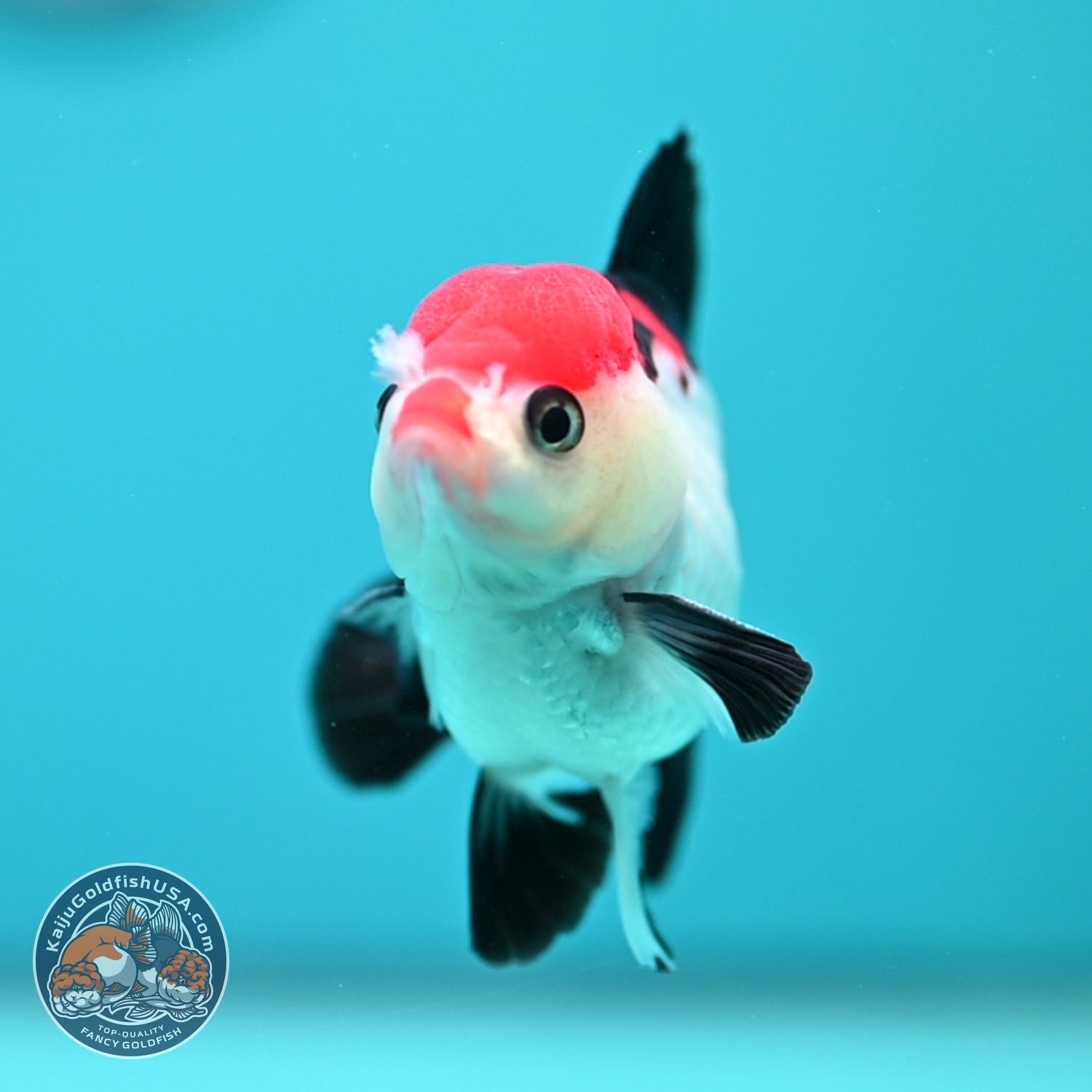 Tancho Tricolor Oranda 3 inch Body (260828_OR09)