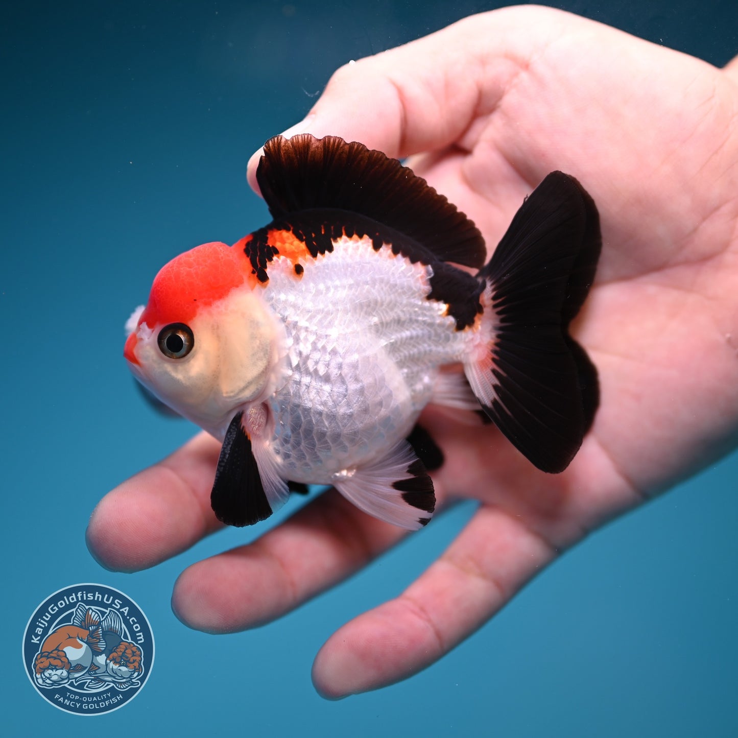 Tancho Tricolor Oranda 3 inch Body (260828_OR09)