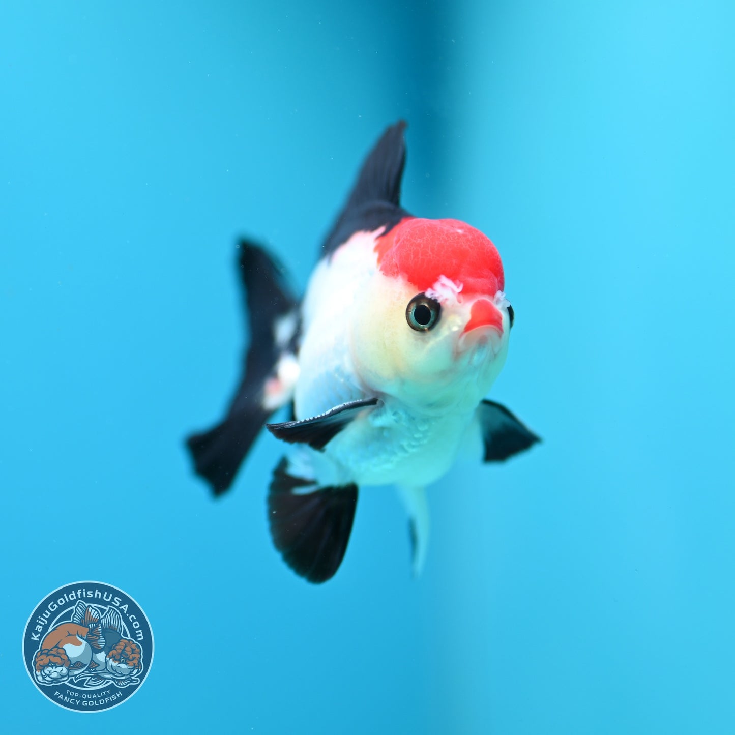 Tancho Tricolor Oranda 3 inch Body (260828_OR09)