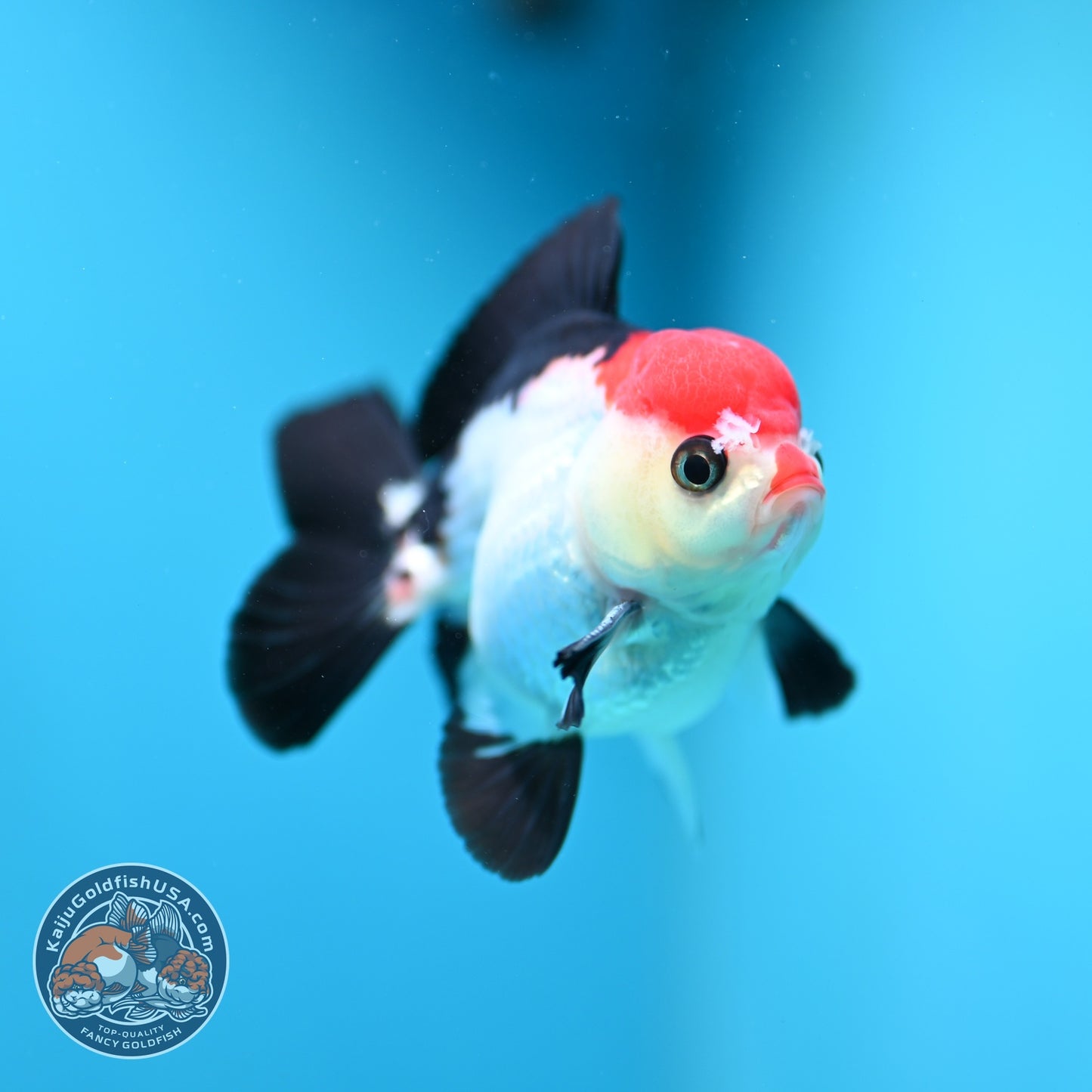 Tancho Tricolor Oranda 3 inch Body (260828_OR09)