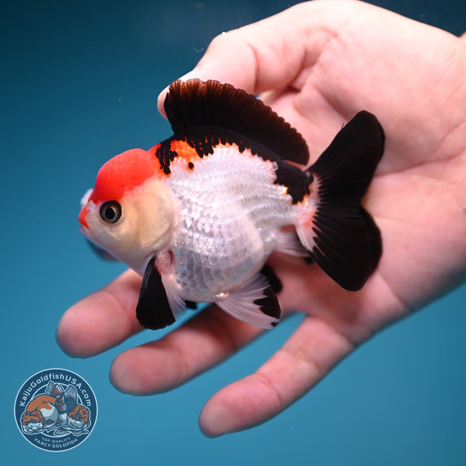 Tancho Tricolor Oranda 3 inch Body (260828_OR09)