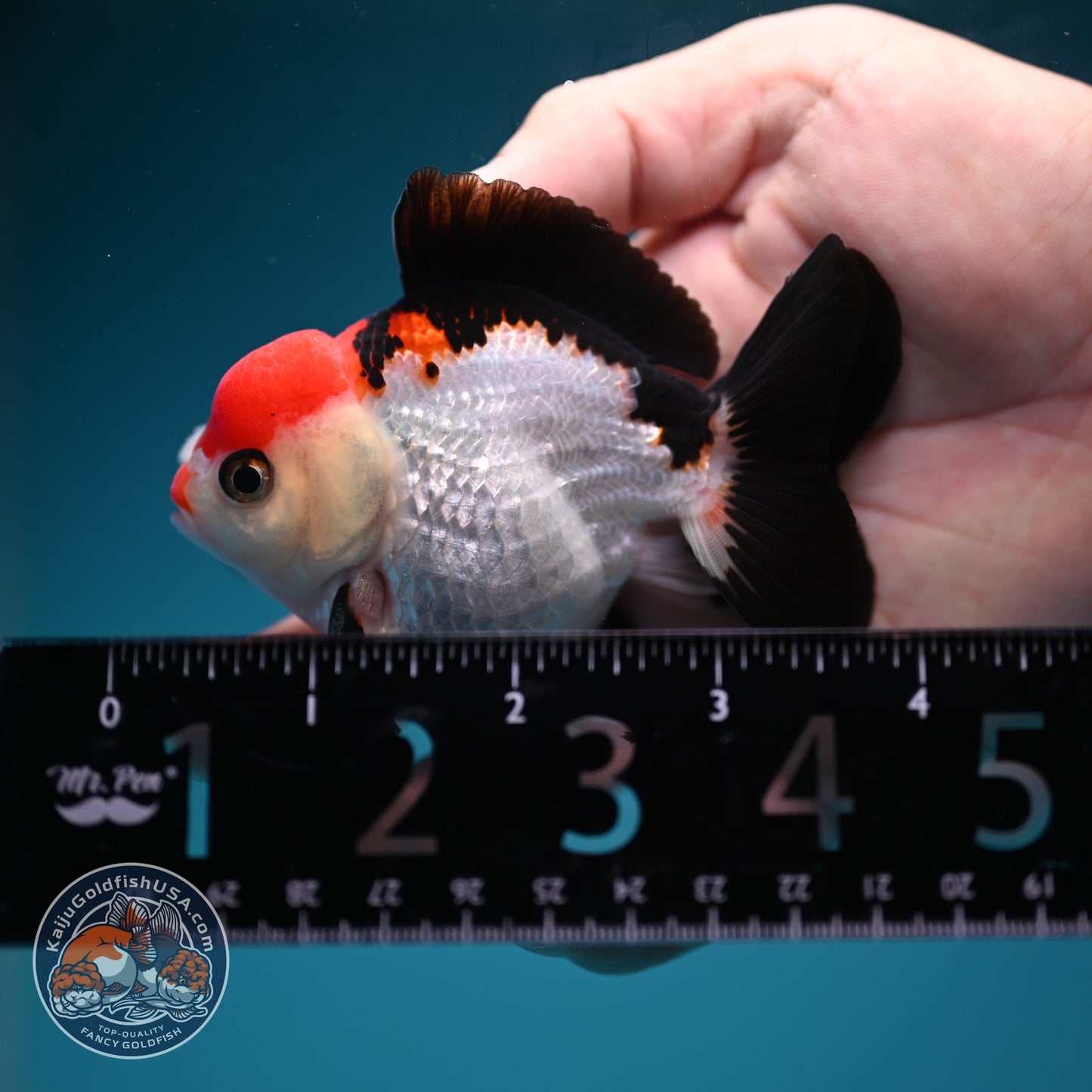 Tancho Tricolor Oranda 3 inch Body (260828_OR09)