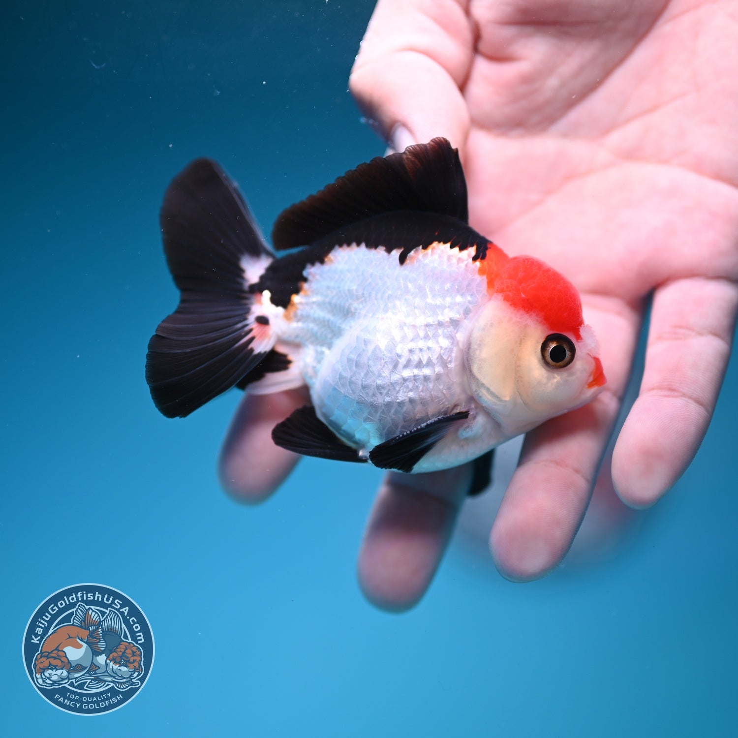 Tancho Tricolor Oranda 3 inch Body (260828_OR09)