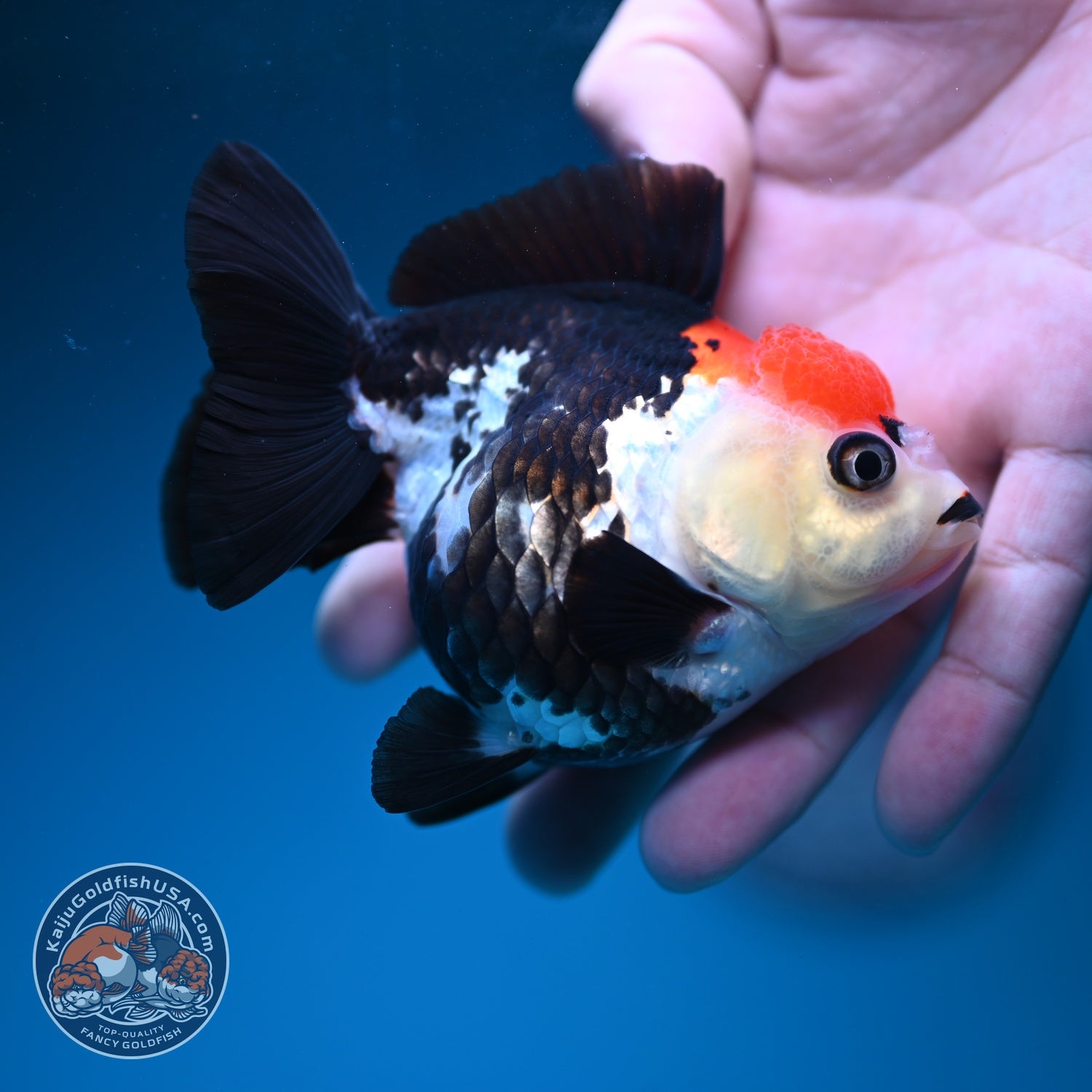 Tancho Tricolor Oranda 3.5 inch Body (260828_OR06)