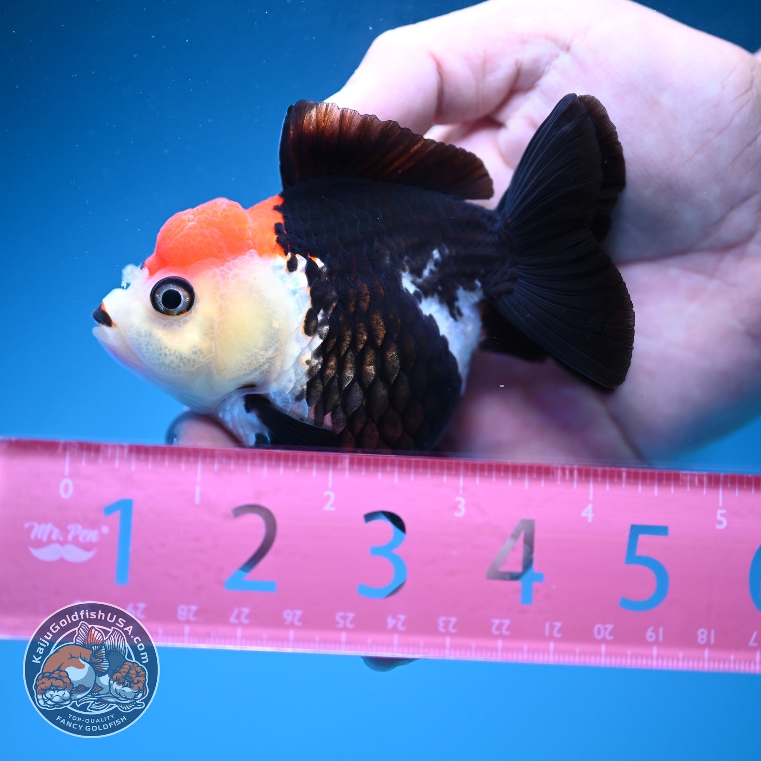 Tancho Tricolor Oranda 3.5 inch Body (260828_OR06)
