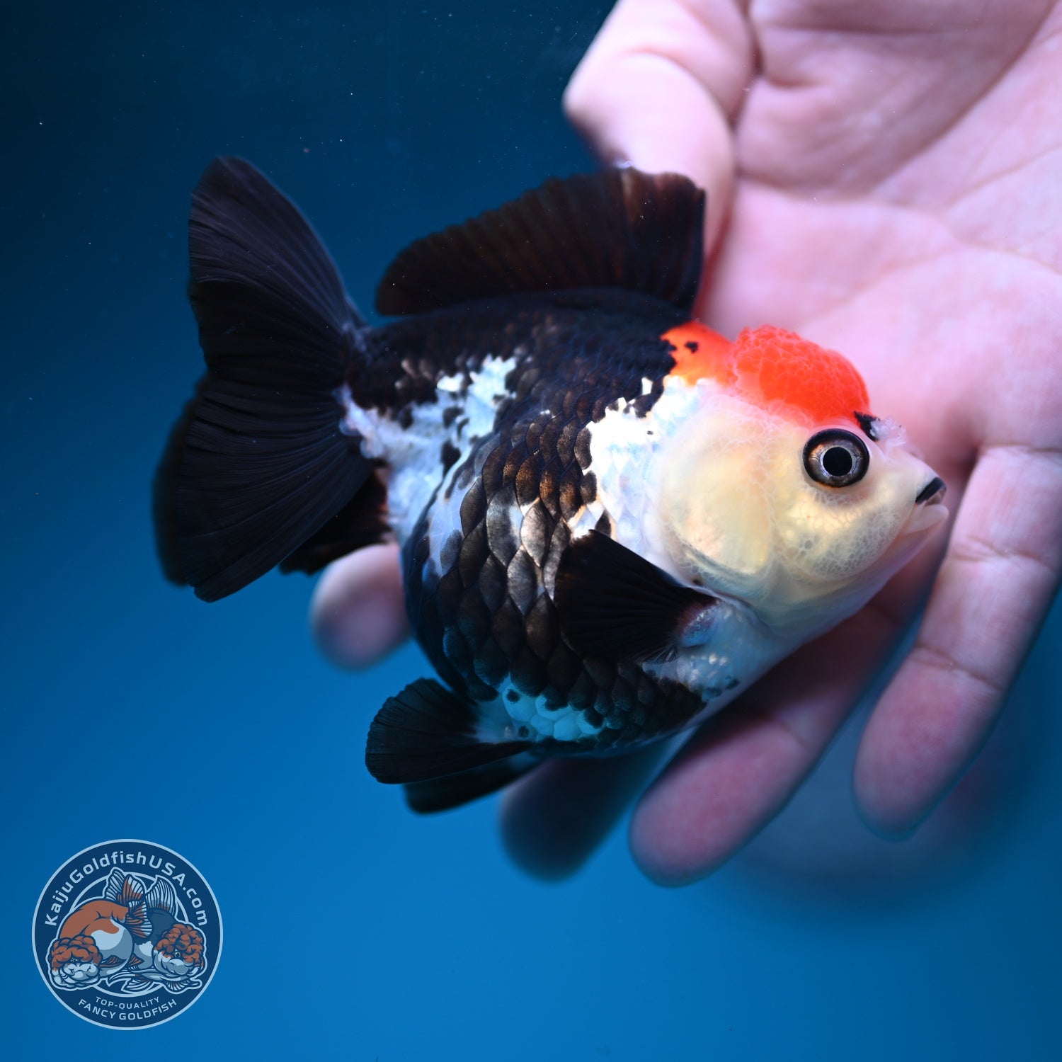 Tancho Tricolor Oranda 3.5 inch Body (260828_OR06)