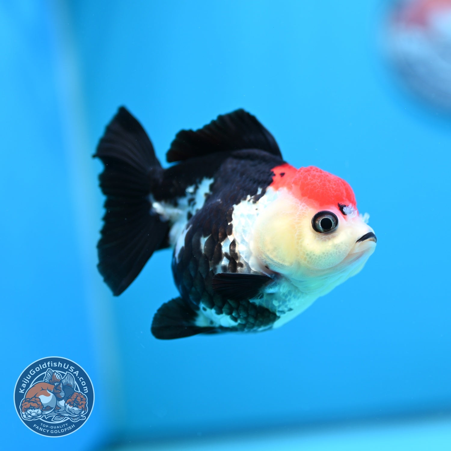 Tancho Tricolor Oranda 3.5 inch Body (260828_OR06)