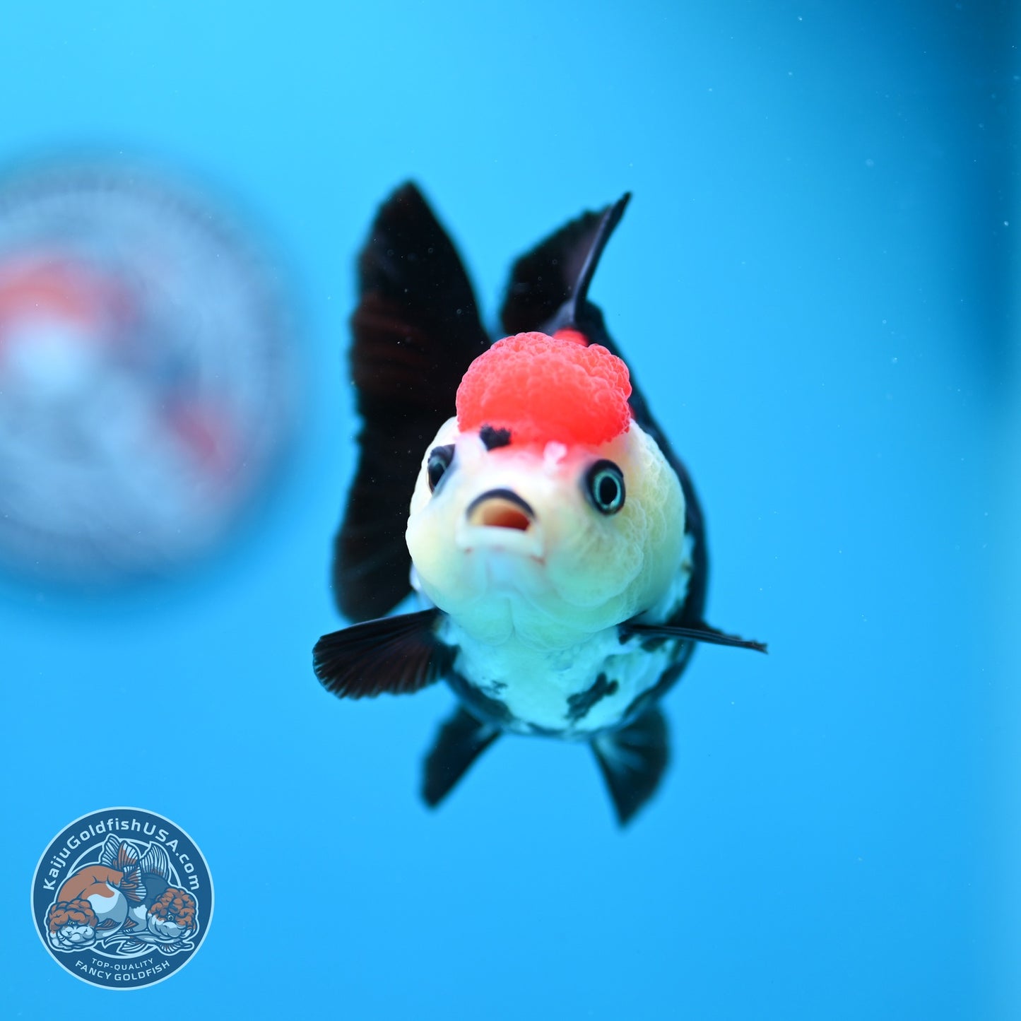 Tancho Tricolor Oranda 3.5 inch Body (260828_OR06)