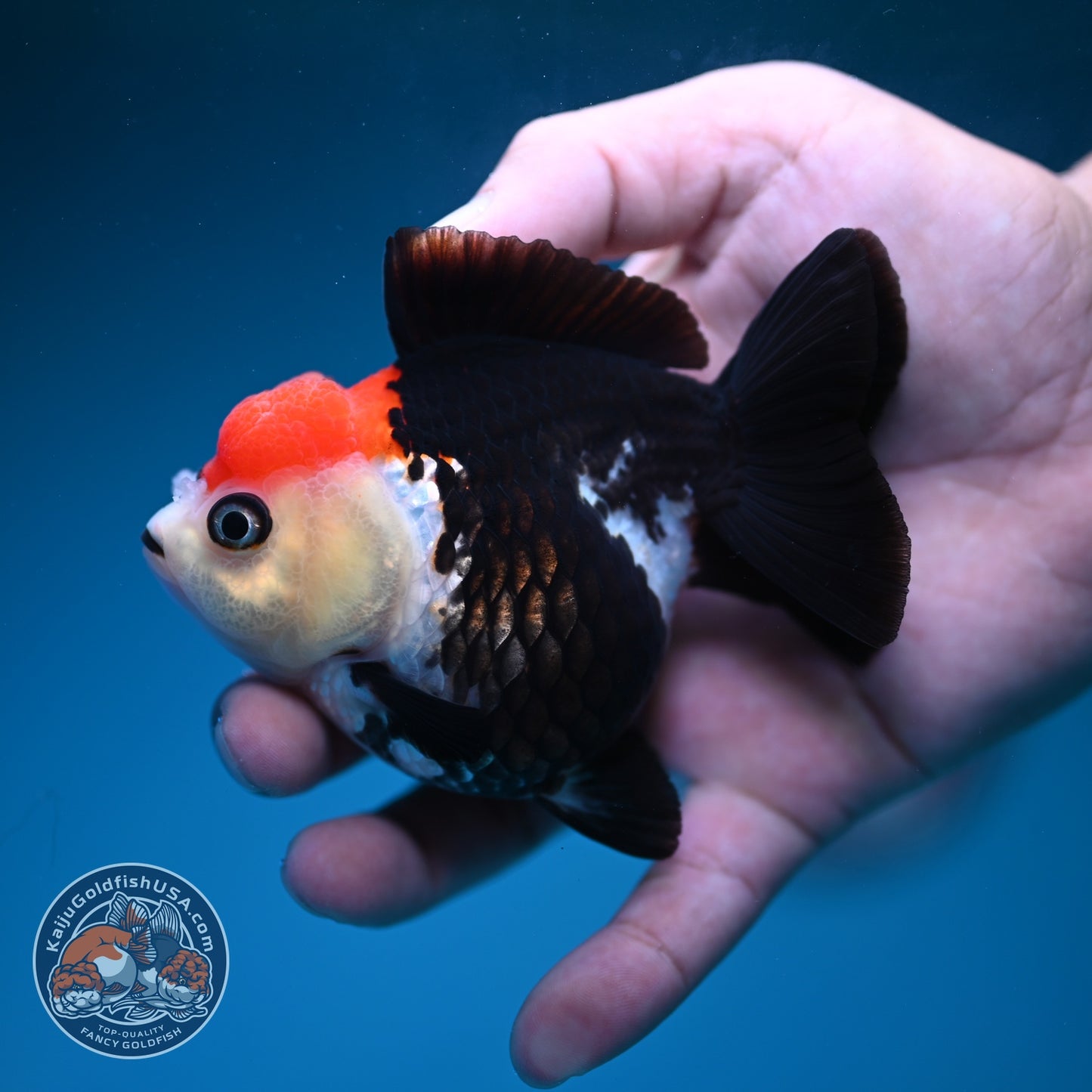 Tancho Tricolor Oranda 3.5 inch Body (260828_OR06)