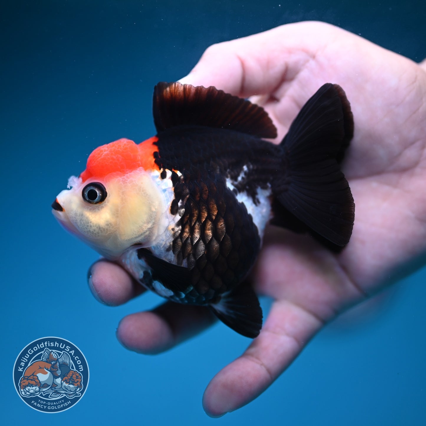 Tancho Tricolor Oranda 3.5 inch Body (260828_OR06)