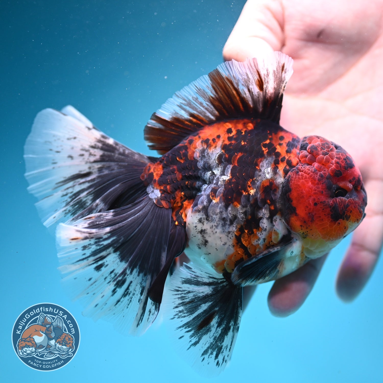 Tiger Broad Tail Oranda 4 inch Body (260619_OR01)