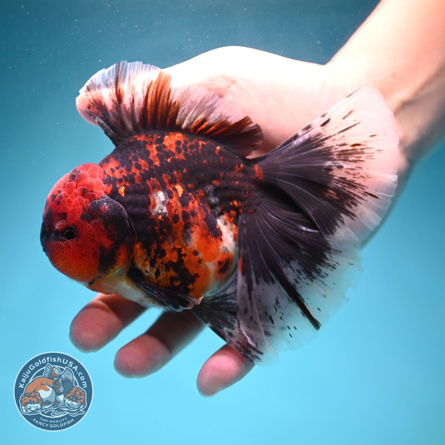 Tiger Broad Tail Oranda 4 inch Body (260619_OR01)