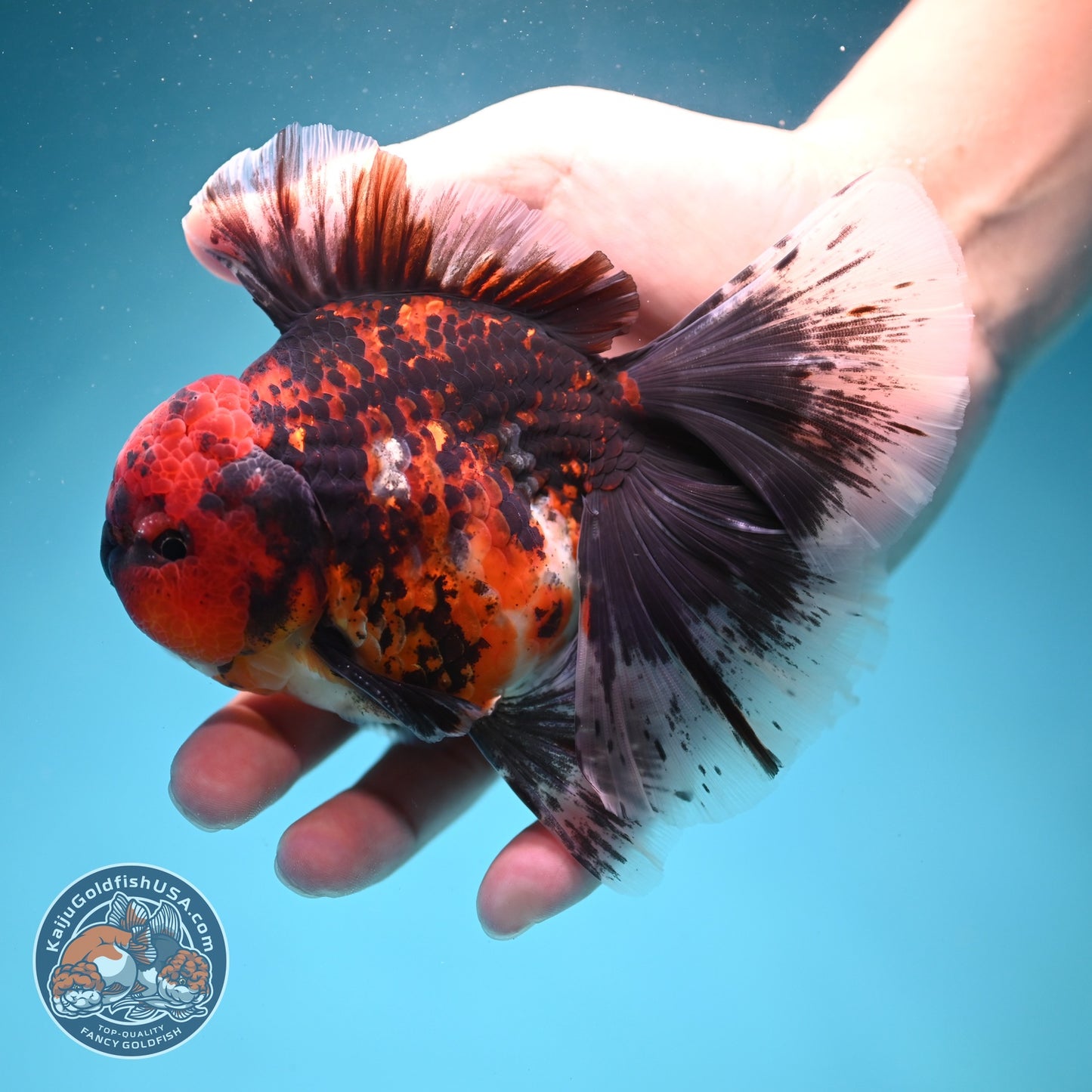 Tiger Broad Tail Oranda 4 inch Body (260619_OR01)
