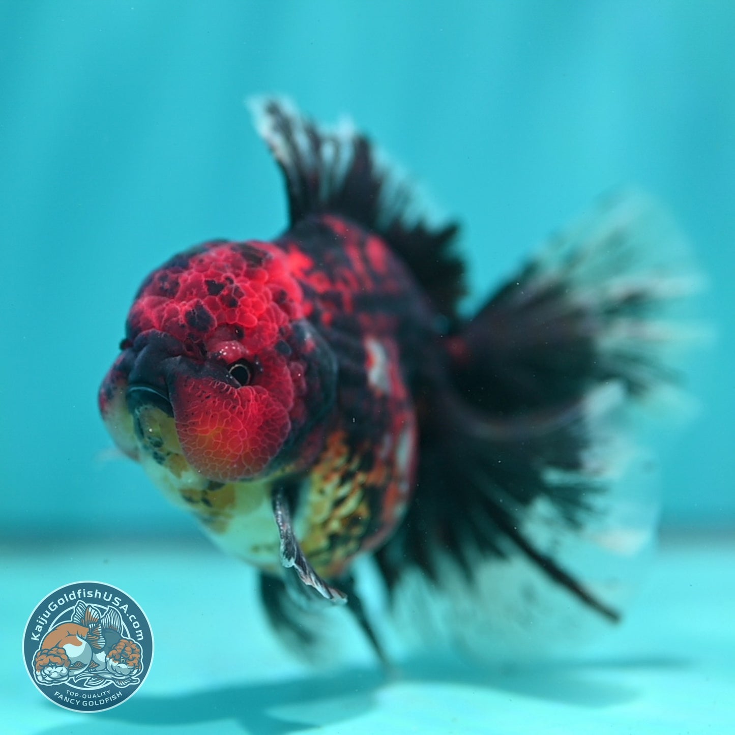 Tiger Broad Tail Oranda 4 inch Body (260619_OR01)