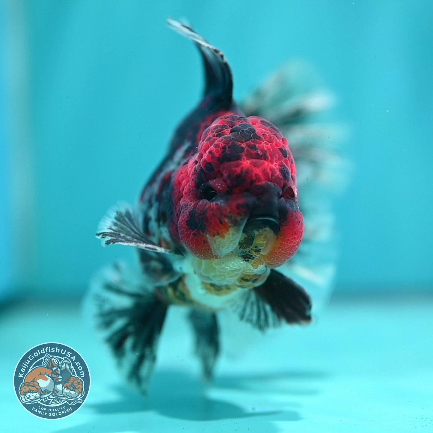 Tiger Broad Tail Oranda 4 inch Body (260619_OR01)