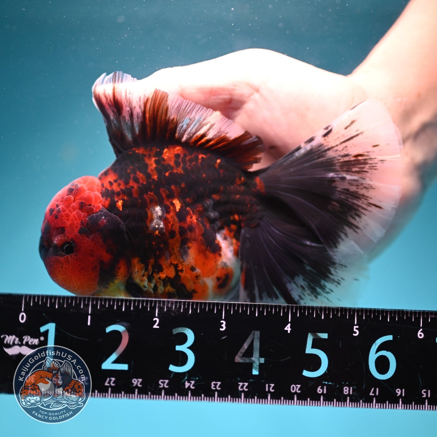 Tiger Broad Tail Oranda 4 inch Body (260619_OR01)
