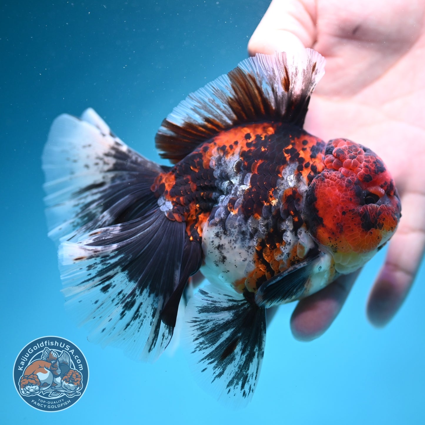 Tiger Broad Tail Oranda 4 inch Body (260619_OR01)