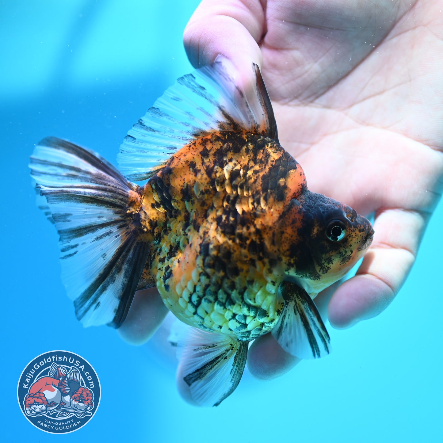Tiger Broad Tail Ryukin 3.5 inch Body (260515_RY02)