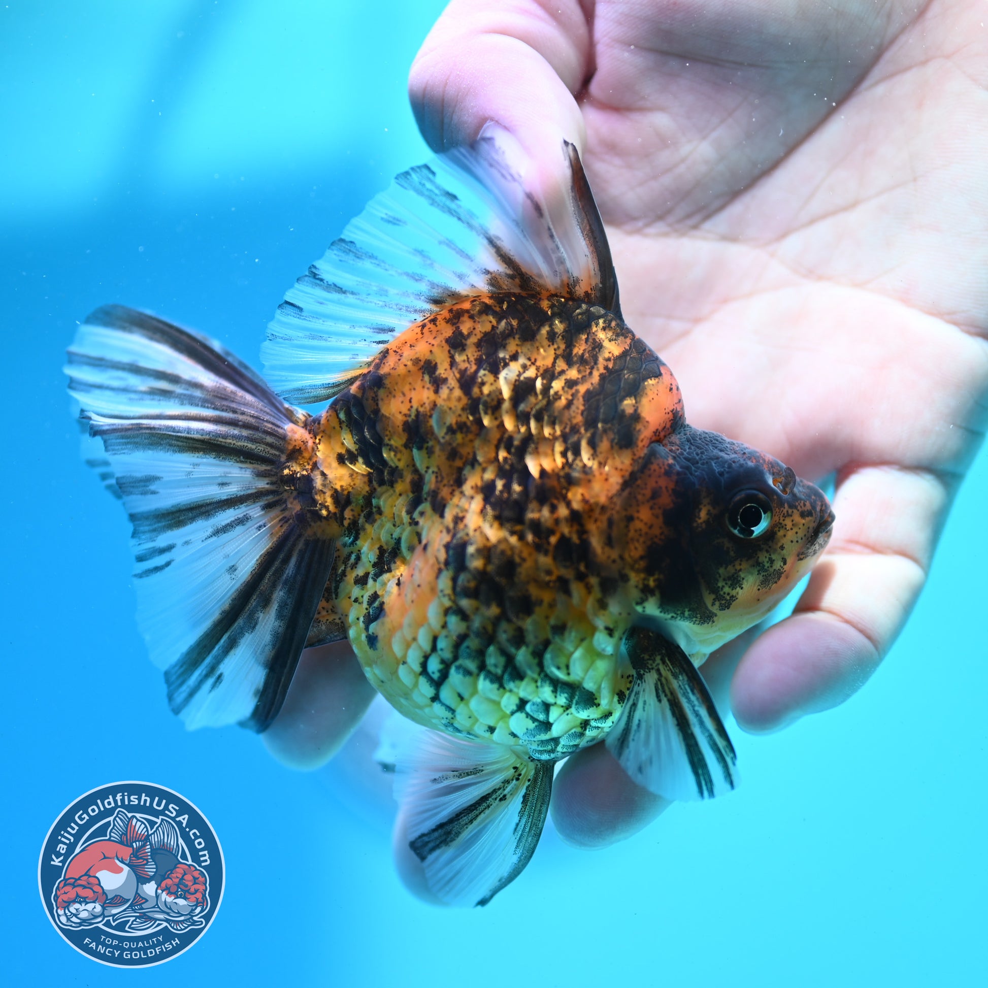 Tiger Broad Tail Ryukin 3.5 inch Body (260515_RY02)