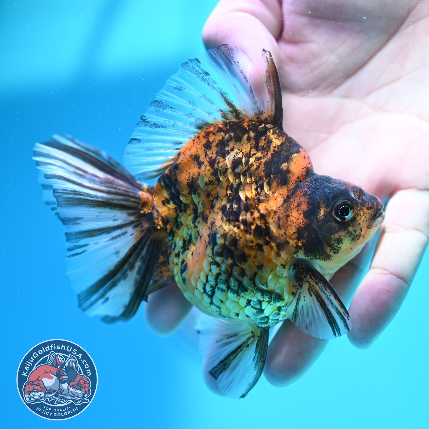 Tiger Broad Tail Ryukin 3.5 inch Body (260515_RY02)