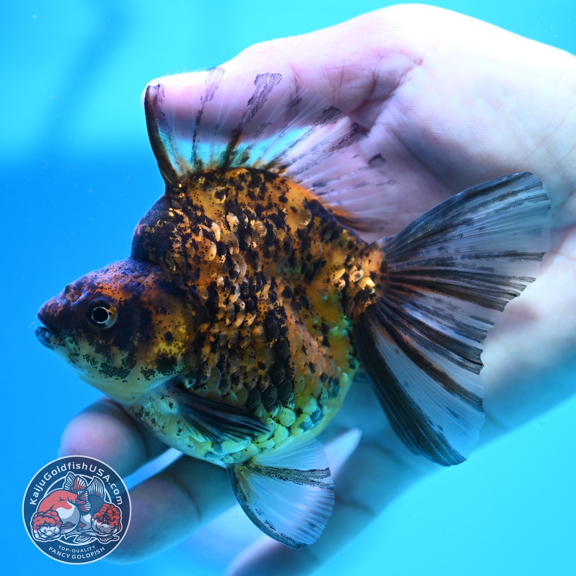 Tiger Broad Tail Ryukin 3.5 inch Body (260515_RY02)
