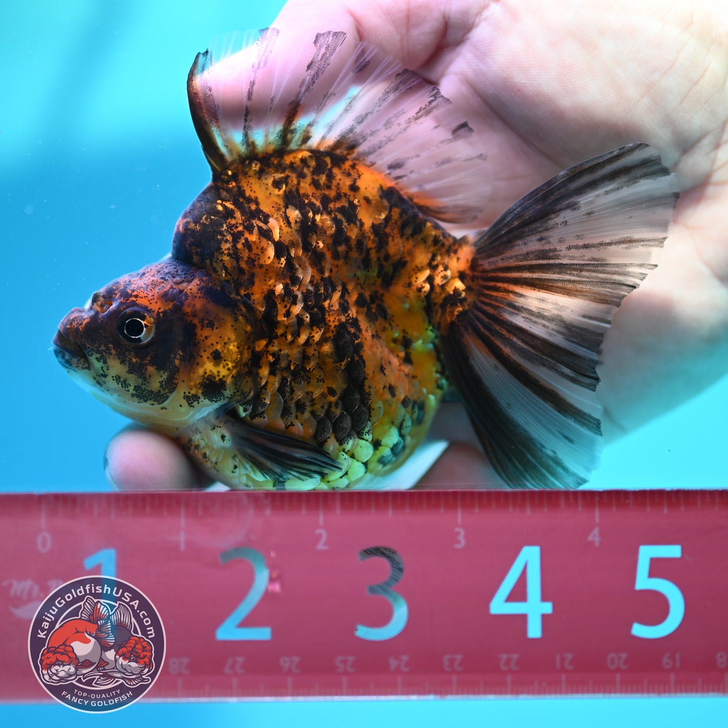 Tiger Broad Tail Ryukin 3.5 inch Body (260515_RY02)