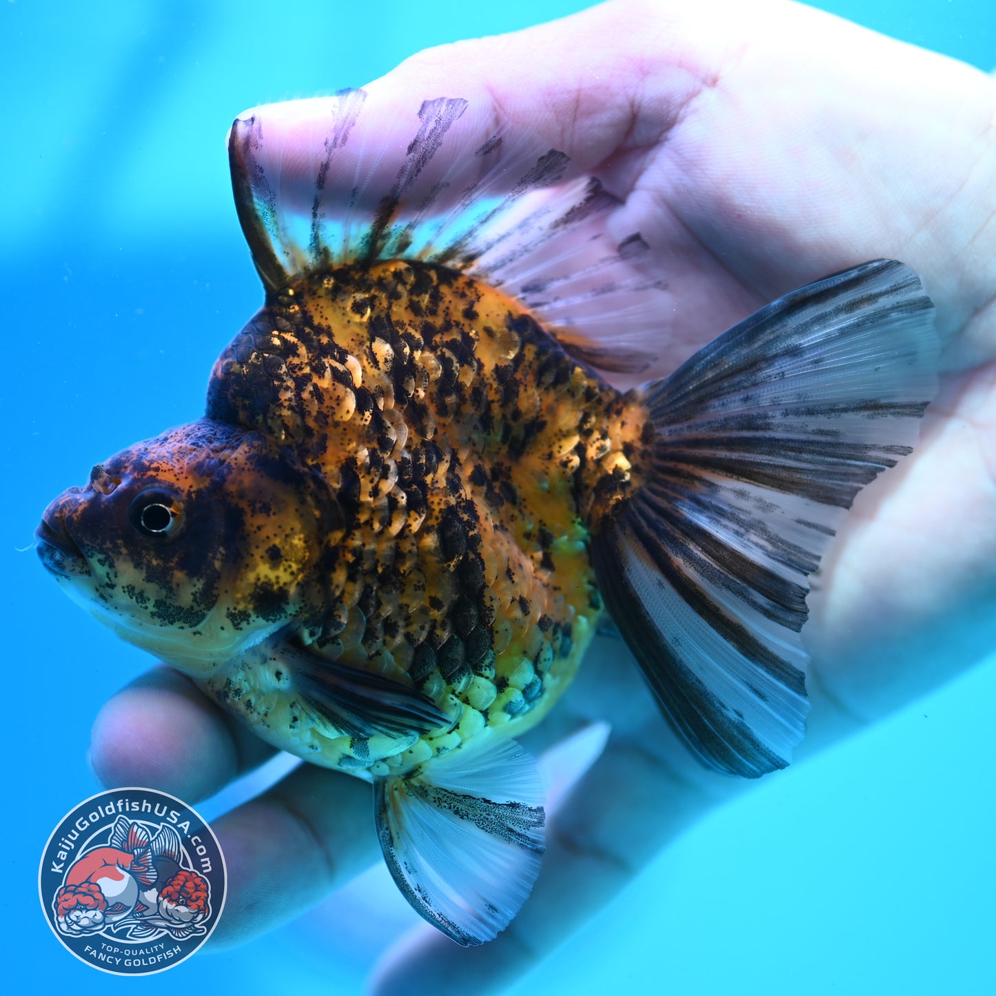 Tiger Broad Tail Ryukin 3.5 inch Body (260515_RY02)