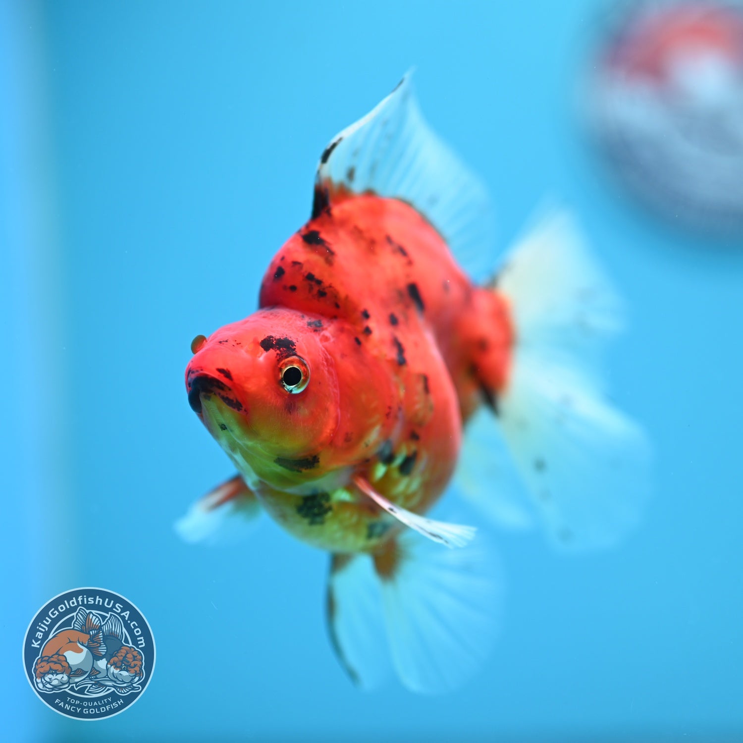 Tiger Broad Tail Ryukin 3.5 inch Body (260605_RY05)