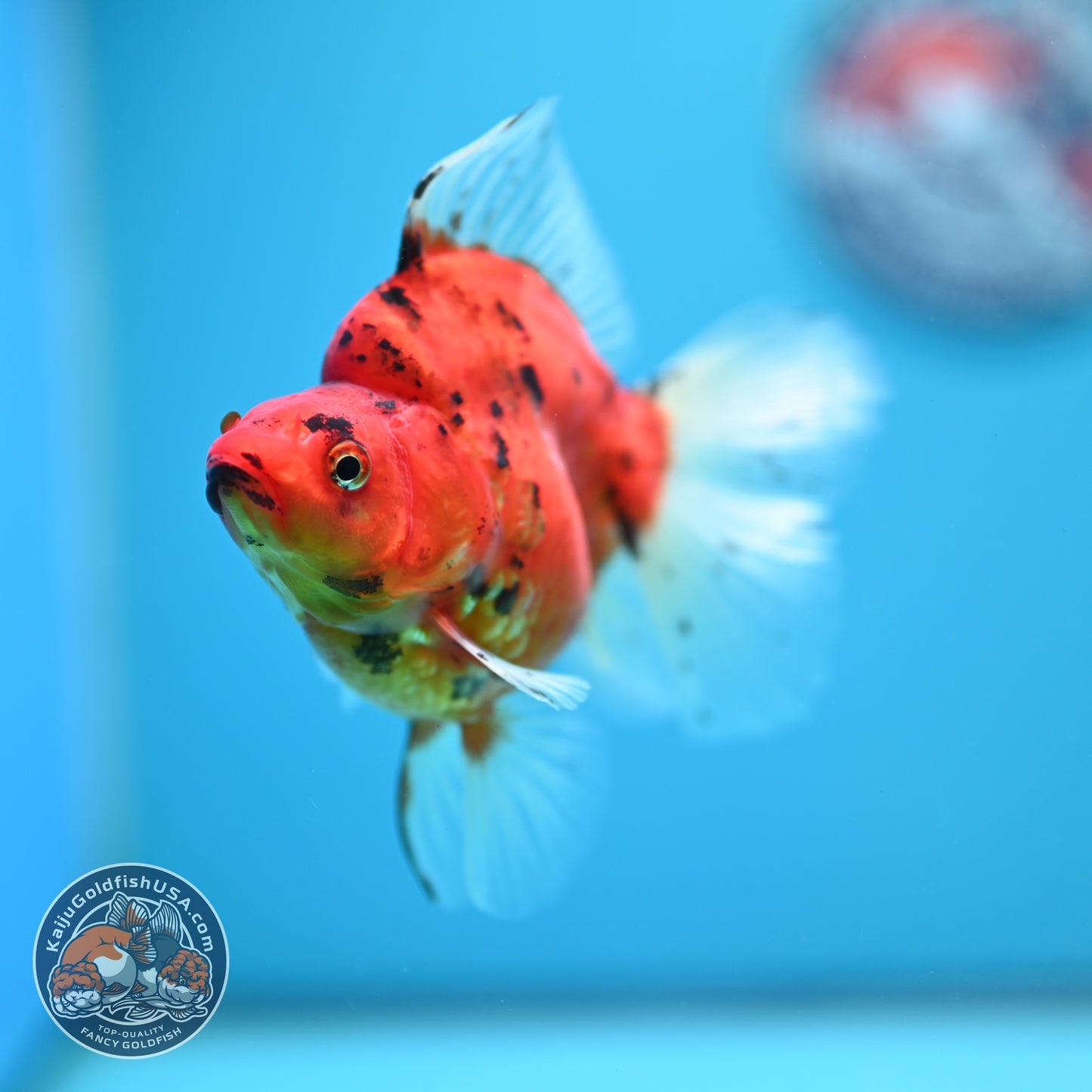 Tiger Broad Tail Ryukin 3.5 inch Body (260605_RY05)