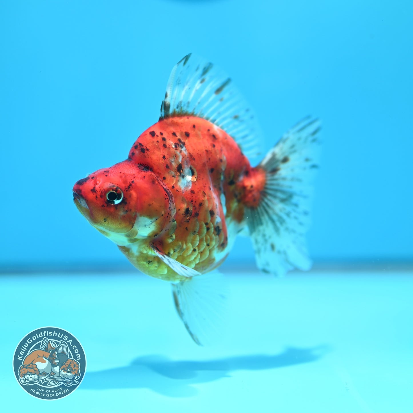 Tiger Broad Tail Ryukin 3.5 inch Body (260605_RY09)