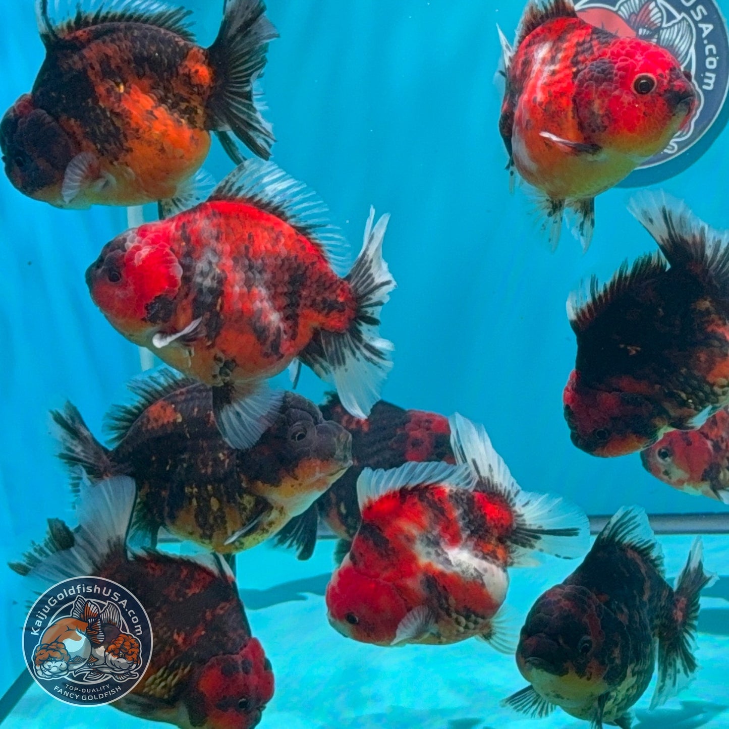 Tiger / Kirin Oranda 3-3.5 inch Body (260724_OR11) | We pick, you save!