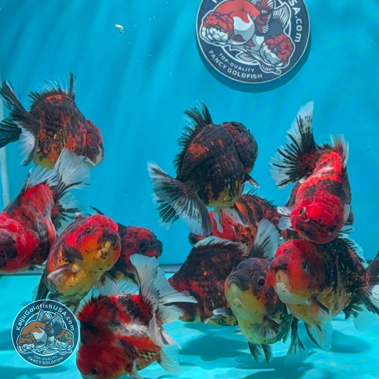 Tiger / Kirin Oranda 3-3.5 inch Body (260724_OR11) | We pick, you save!