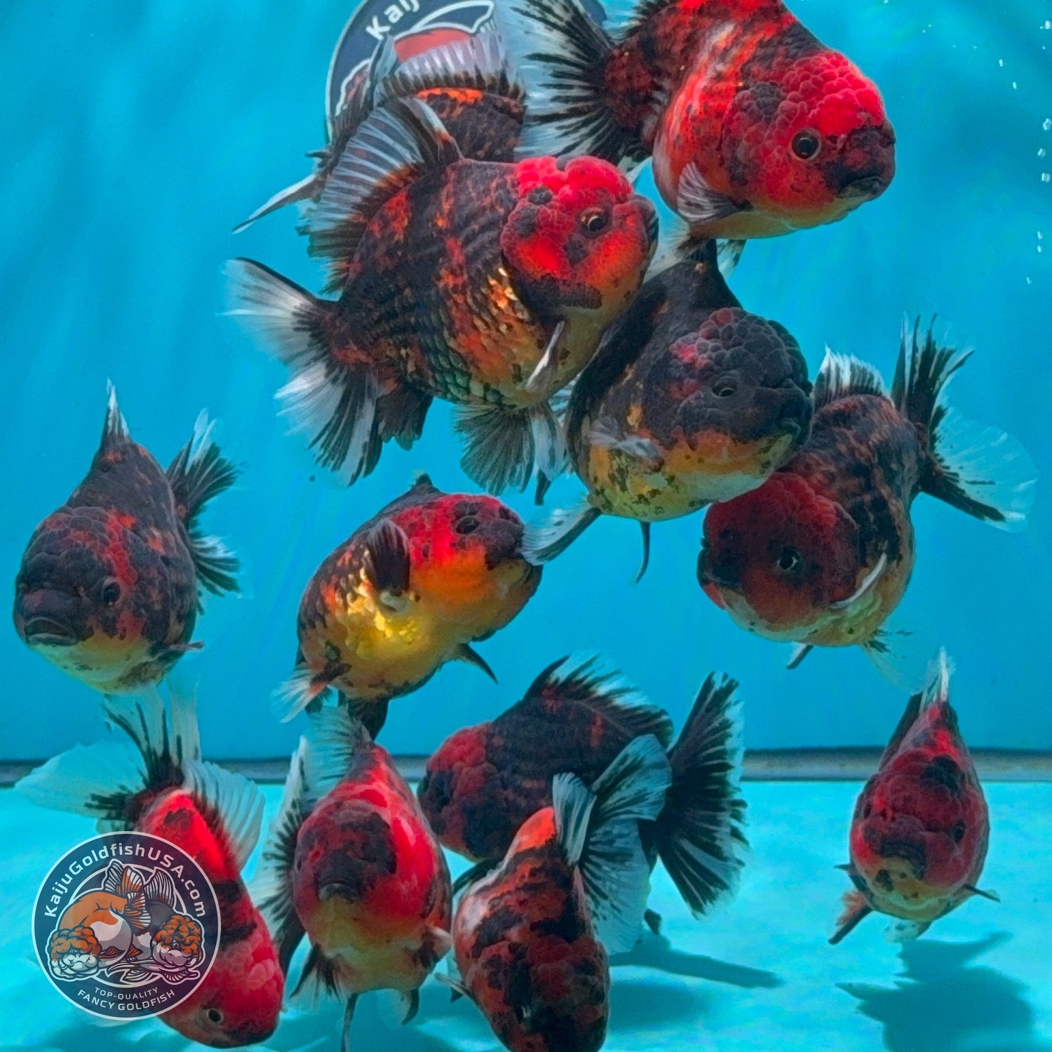 Tiger / Kirin Oranda 3-3.5 inch Body (260724_OR11) | We pick, you save!