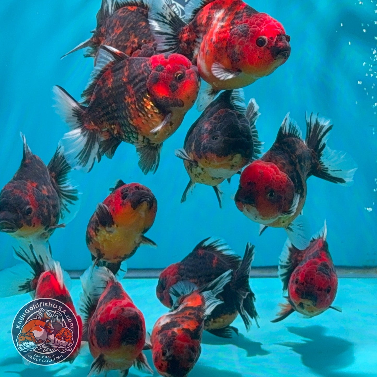 Tiger / Kirin Oranda 3-3.5 inch Body (260724_OR11) | We pick, you save!