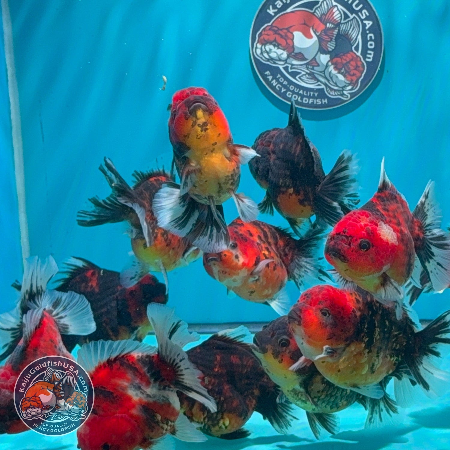 Tiger / Kirin Oranda 3-3.5 inch Body (260724_OR11) | We pick, you save!