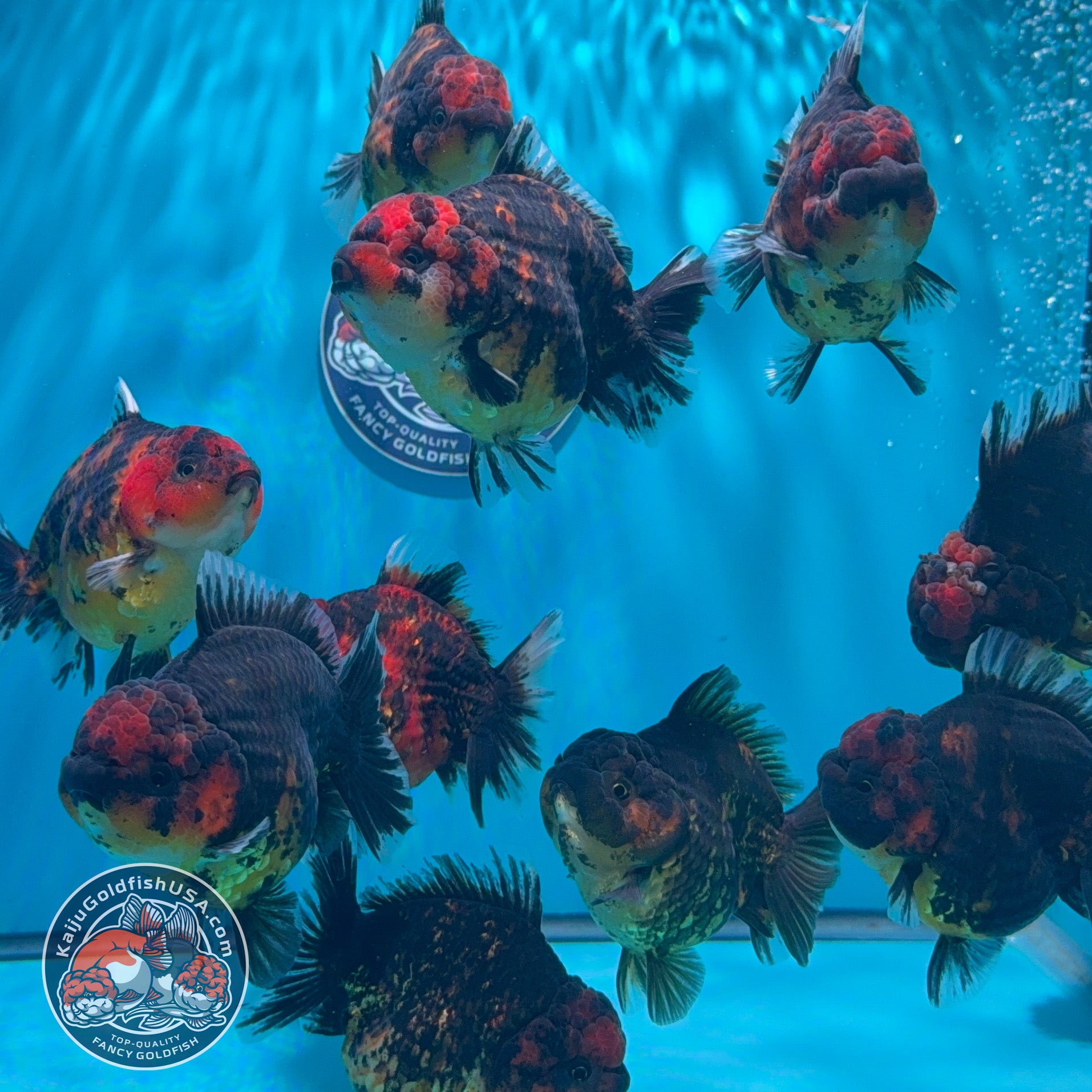Tiger Kirin Short Tail Oranda ~3" | We Pick, You Save 
