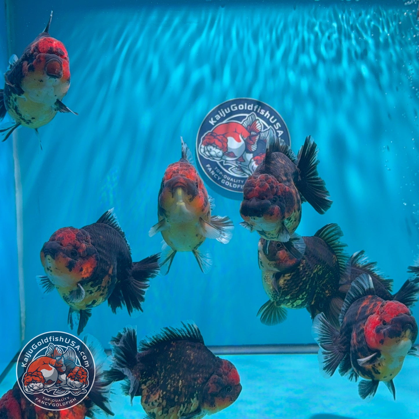 Tiger Kirin Short Tail Oranda ~3" | We Pick, You Save 