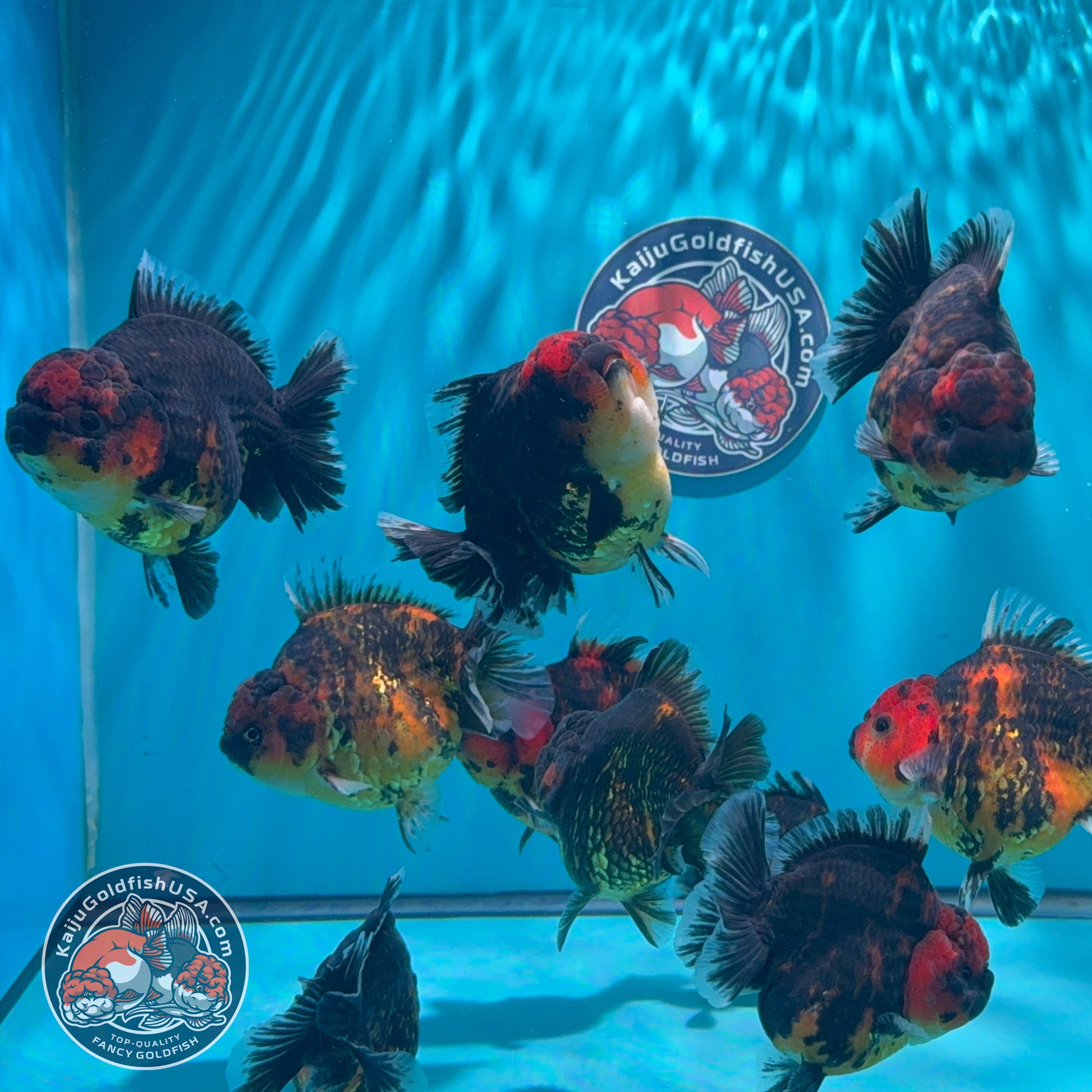 Tiger Kirin Short Tail Oranda ~3" | We Pick, You Save 