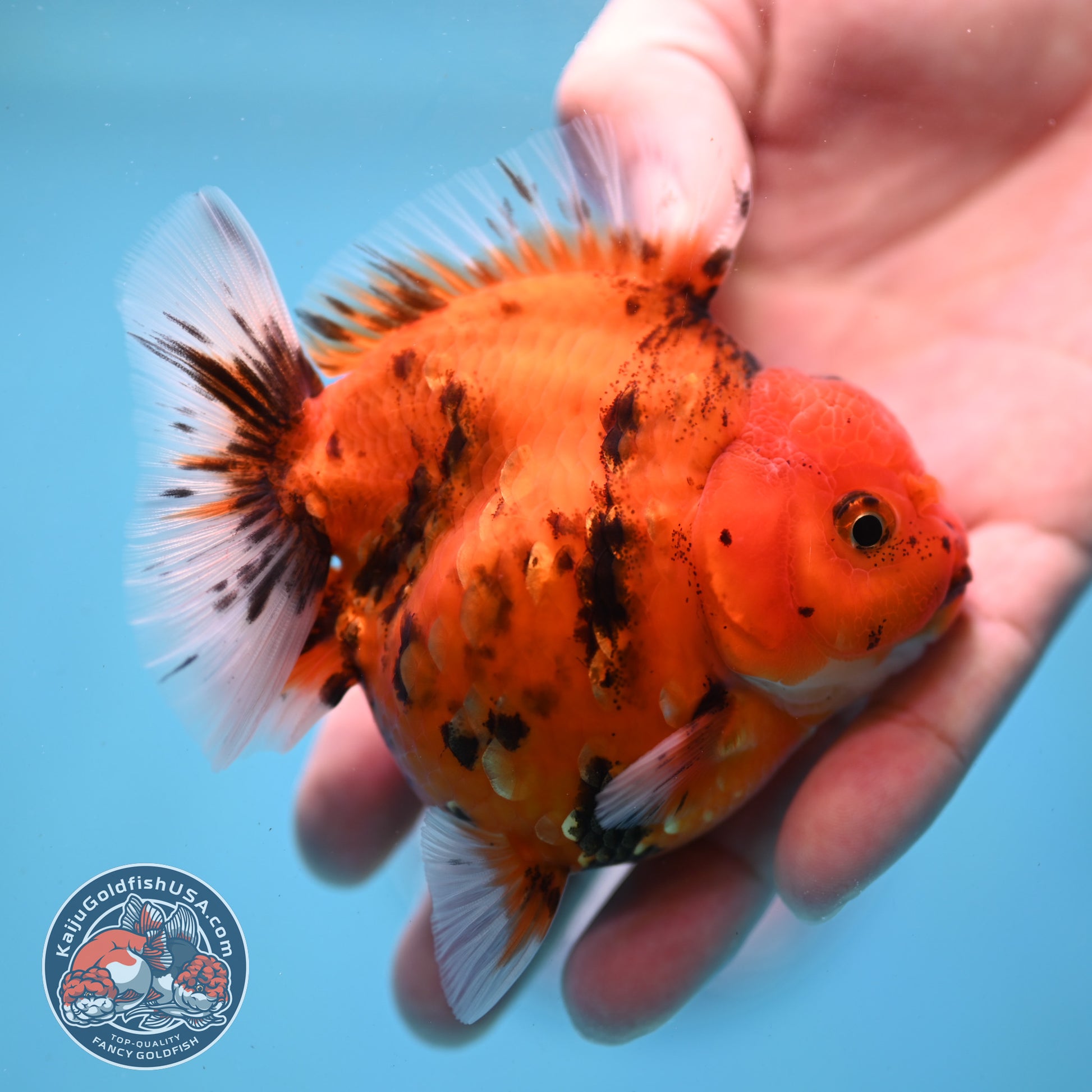 Tiger Oranda 3 inch Body (260213_OR06)