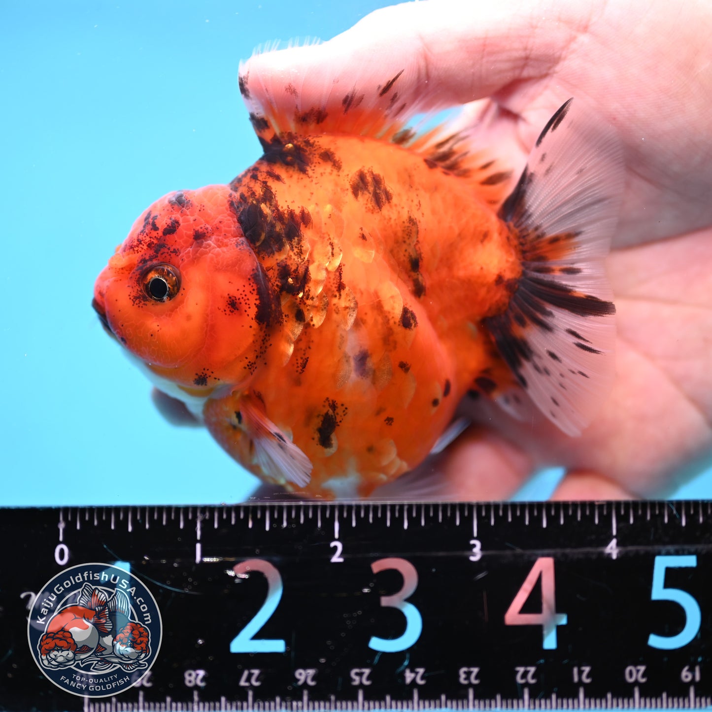 Tiger Oranda 3 inch Body (260213_OR06)