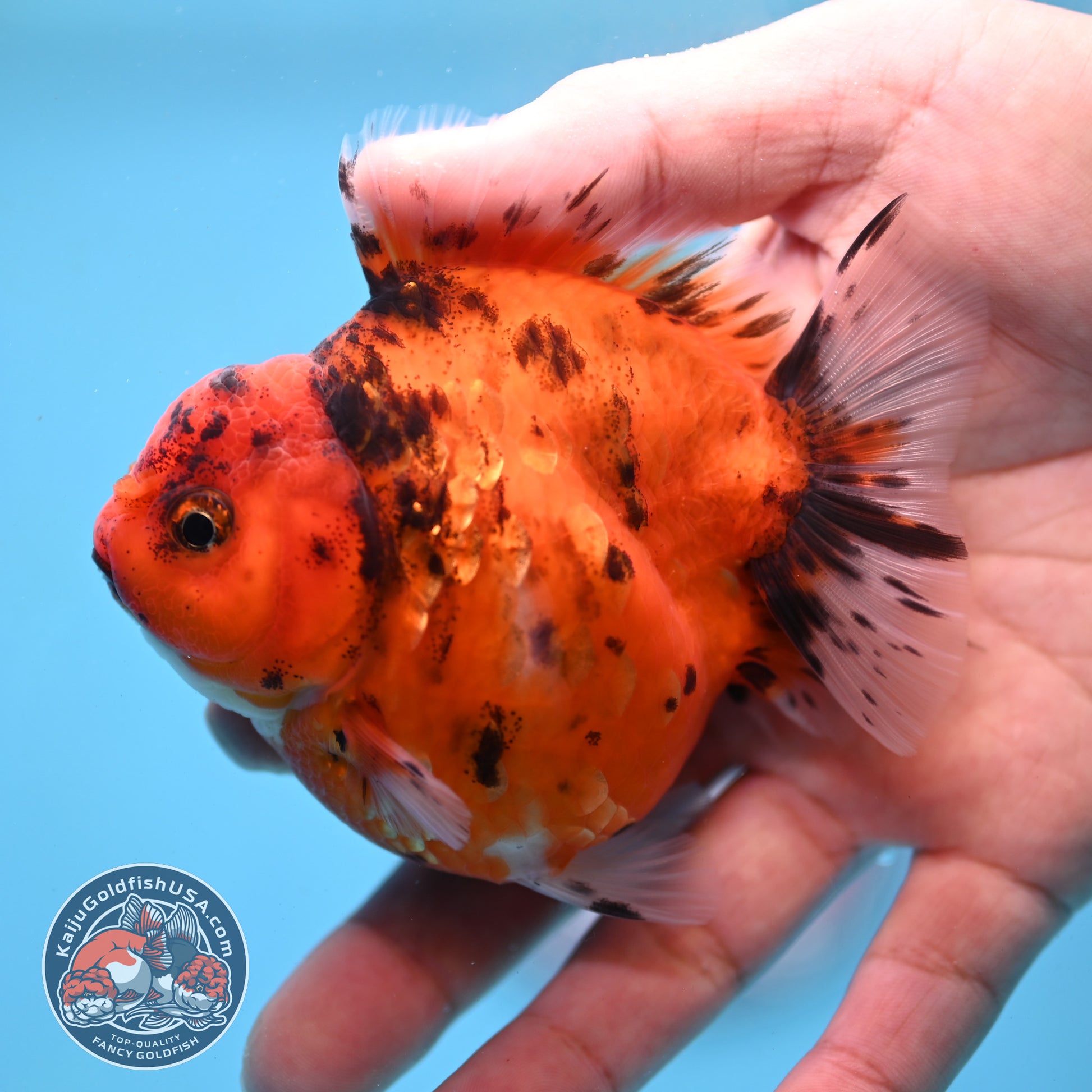 Tiger Oranda 3 inch Body (260213_OR06)