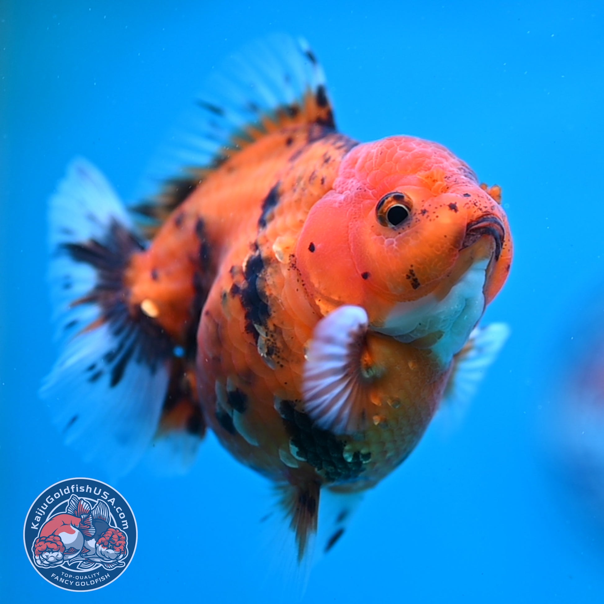 Tiger Oranda 3 inch Body (260213_OR06)