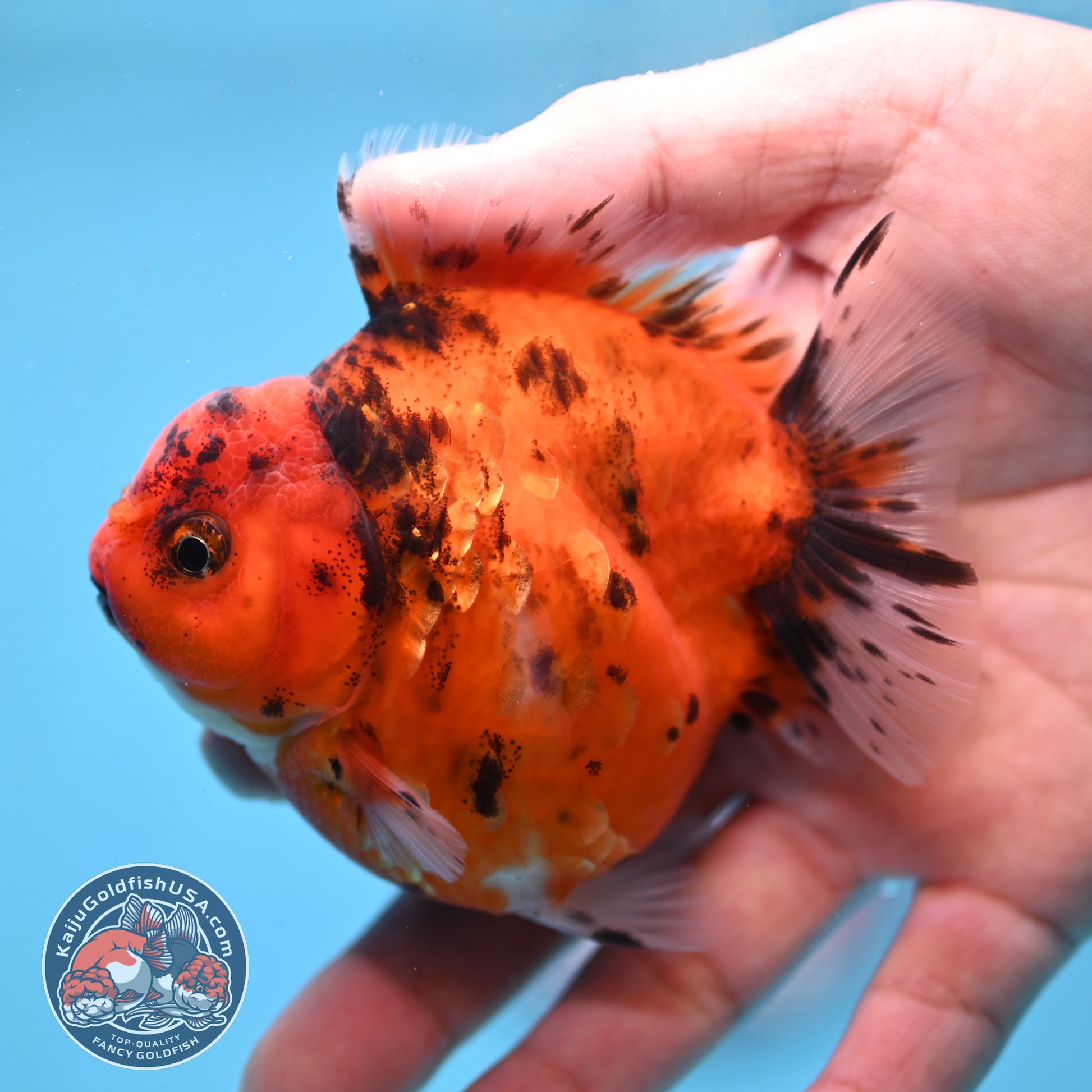 Tiger Oranda 3 inch Body (260213_OR06)