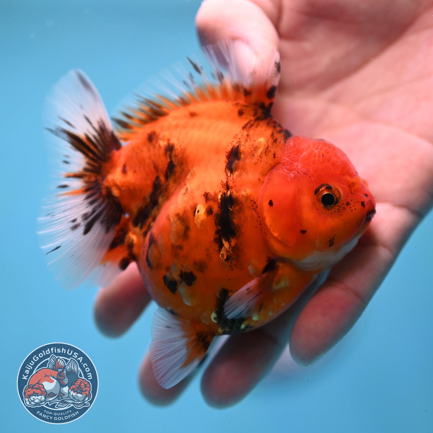 Tiger Oranda 3 inch Body (260213_OR06)